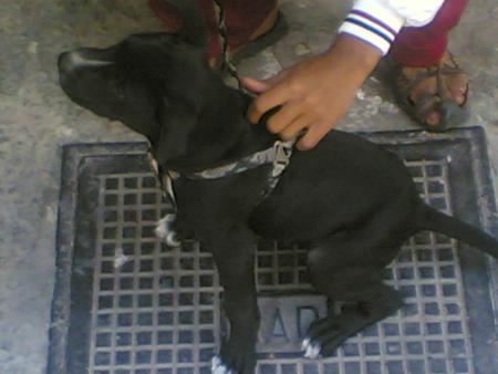 dona ma tite chienne